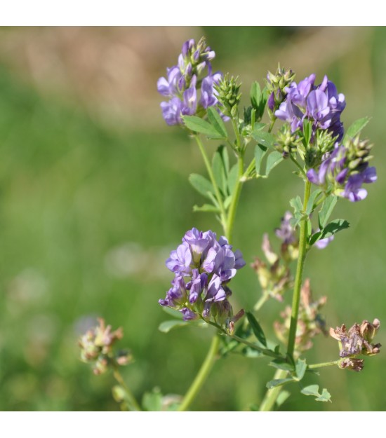 Luzerne - Medicago sativa