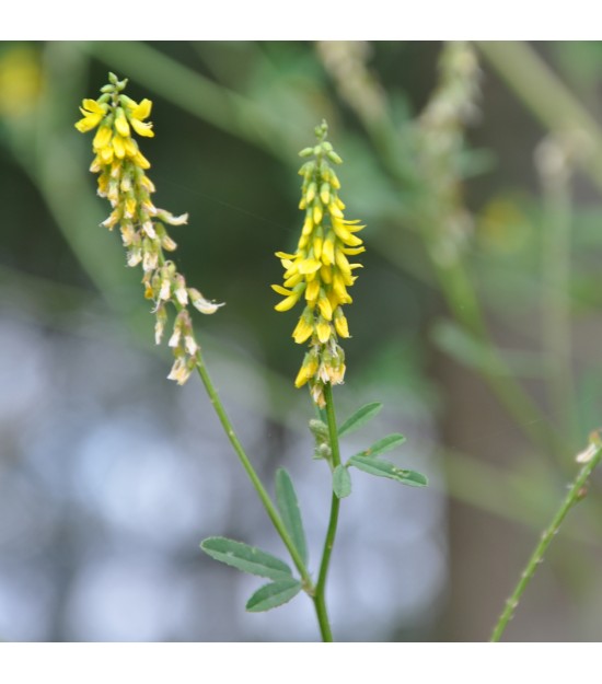 Mélilot officinal - Melilotus officinalis