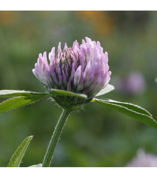 Trèfle violet - Trifolium pratense