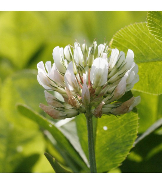 Trèfle blanc - Trifolium repens