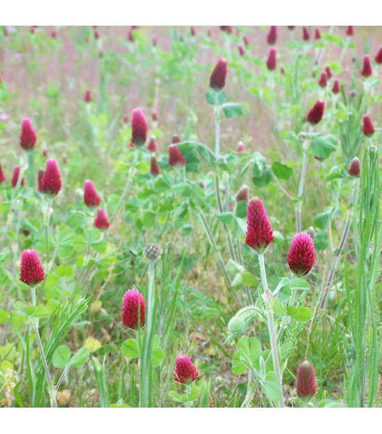 Trèfle incarnat - Trifolium incarnat