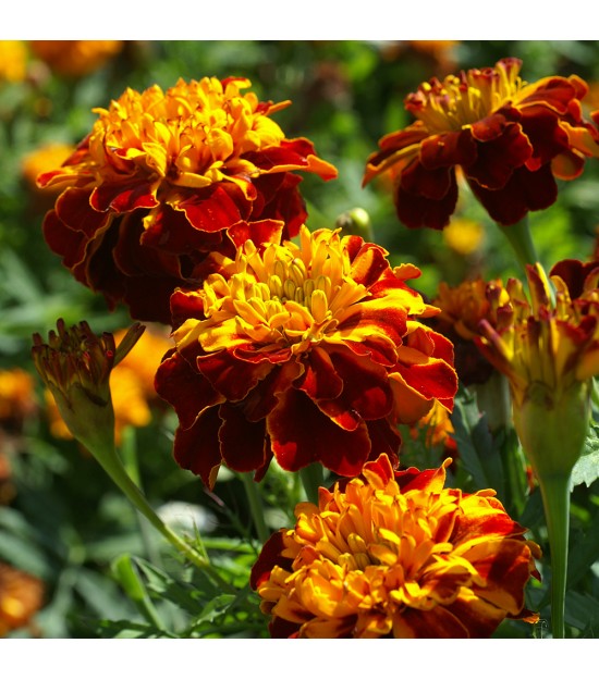 Tagètes anti-nématodes - Tagetes patula