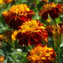 Tagètes anti-nématodes - Tagetes patula