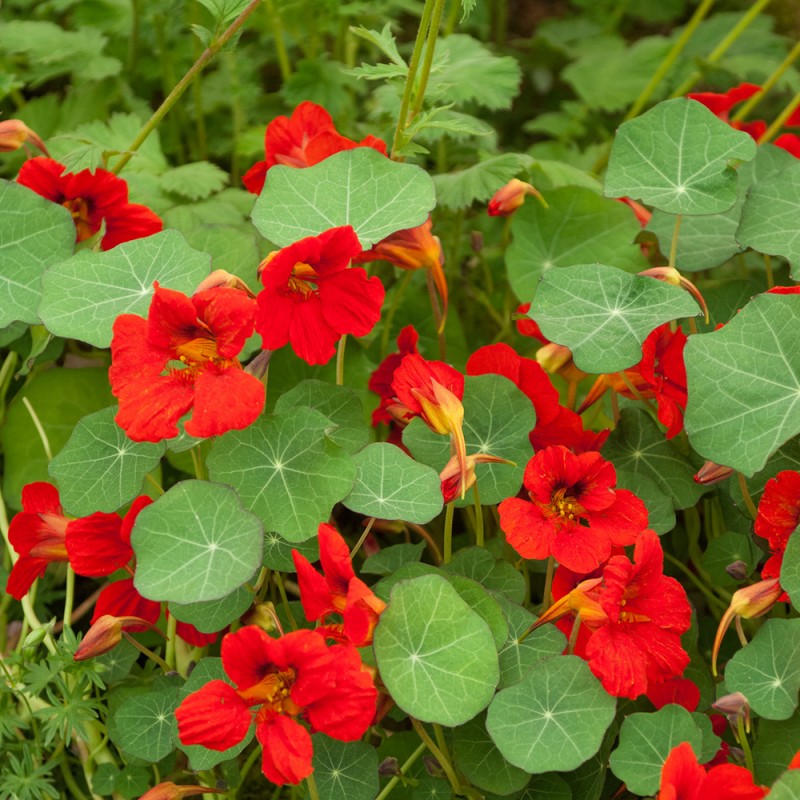 capucine rouge - couleur capucine