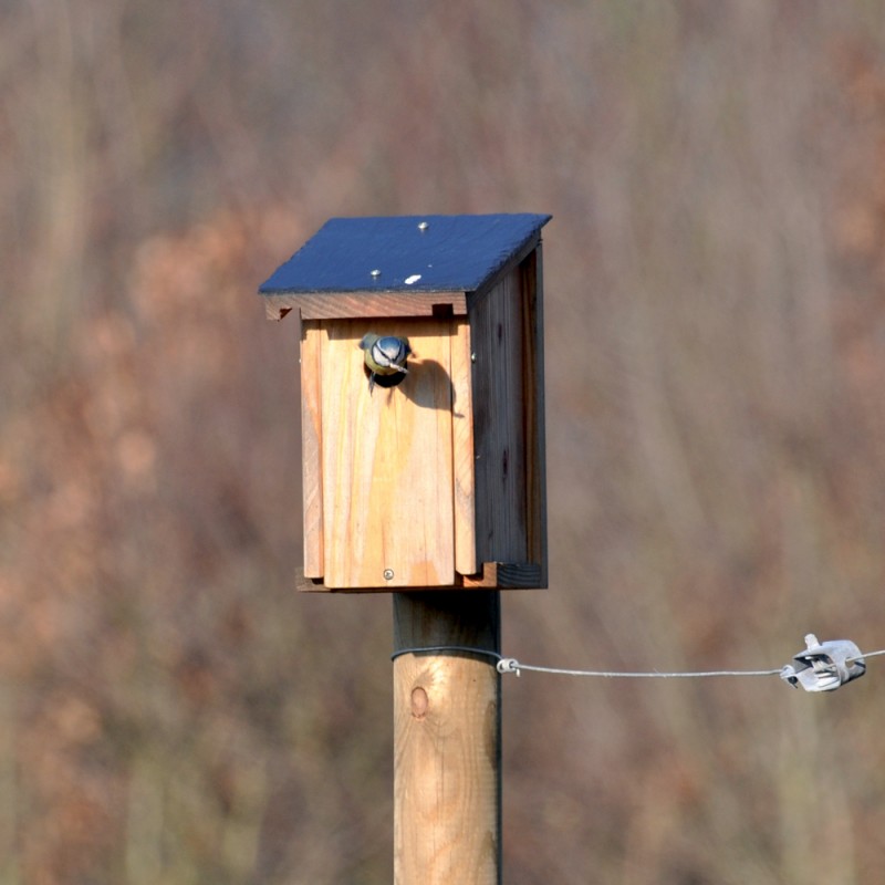 Nichoir à Mésanges, Cabane à Oiseaux