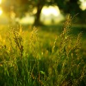 Ray grass anglais - Lolium perenne (Engrais Vert)