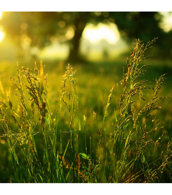 Ray grass italien - Lolium multiflorum (Engrais Vert)