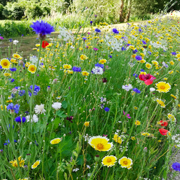 Vente de produits Éco-Responsables et Naturels pour le Jardin et le Potager  - Jardin Biodiversité