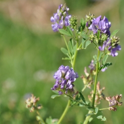 Luzerne - Medicago sativa