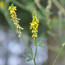 Mélilot officinal - Melilotus officinalis