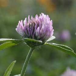 Trèfle violet - Trifolium pratense