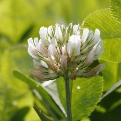 Trèfle blanc - Trifolium repens