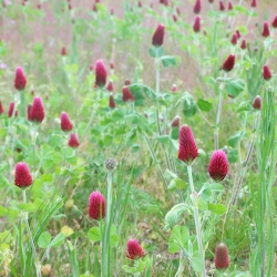 Trèfle incarnat - Trifolium incarnat