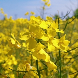 Colza fourrager - Brassica napus (Engrais Vert)