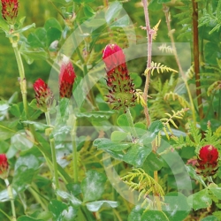 Mélange d'Engrais verts Bio Tempo Ecologique