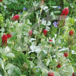 Mélange d'Engrais verts "Fertilité"