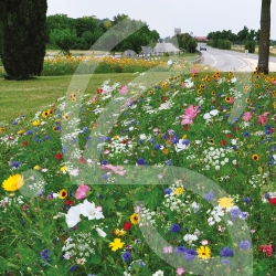 Prairie Fleurie Nova-Flore - Elegance