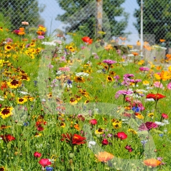 Prairie Fleurie de Nova-Flore - Fiesta