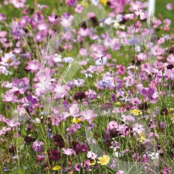 Prairie Fleurie Nova-Flore - Sérénade