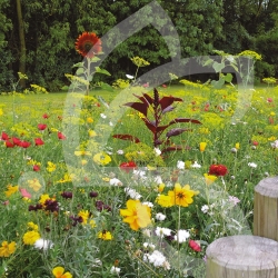 Prairie Fleurie Nova-Flore - Opéra