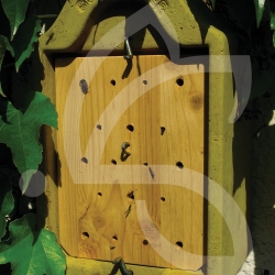 Ruche d'observation