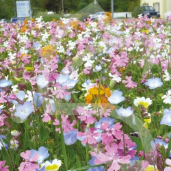 Prairie Fleurie - Mélange Extra Court