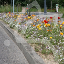 Prairie Fleurie Courte Nova-Flore