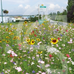 Prairie Fleurie - Pérénnis