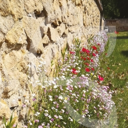 Prairie Fleurie - Pied de Mur Connect