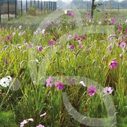 Pour les Oiseaux - Prairie Fleurie