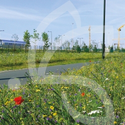 Bord de Route Ecologique - Prairie Fleurie