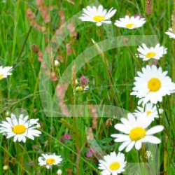 Mélange Bande Enherbée Biodiversité