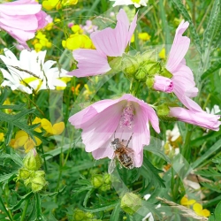 Mélange Pollinisation Vivace