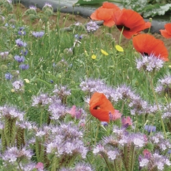 Mélange Pollinisation