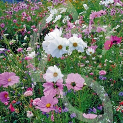 Pastels d'été - Prairie Fleurie