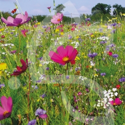 Papillon Annuelles - Prairie Fleurie 