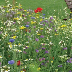 Tinctoriales - Prairie Fleurie