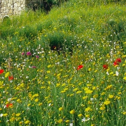 Prairie Fleurie Nova Flore - Bassin Tampon Connect