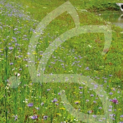 Prairie Fleurie Nova Flore - Bassin Tampon Connect
