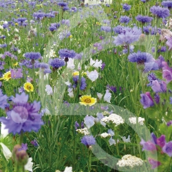 Belle Île - Prairie Fleurie