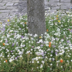 Pied d'arbre Connect