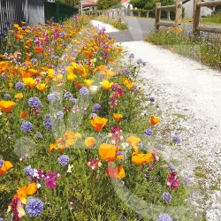 Tom-Pouce Vivaces - Prairie Fleurie