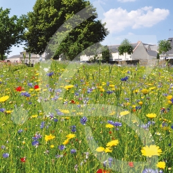 Natura auxiliaires de culture - Prairie Sauvage