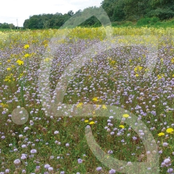 Hexa’Flore Lisières Sèches Connect