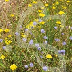 Hexa’Flore Prairies Sèches Connect