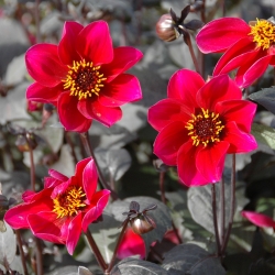 Bio Symbiose Dahlia Connect