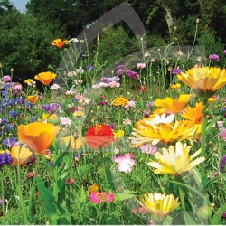 Jachère Fleurie pour le Jardin - Hirondelle