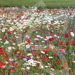 Fleurs d'antan - Jachère Fleurie