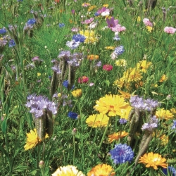 Pollen - Jachère Fleurie