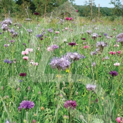 Nectar - Jachère Fleurie